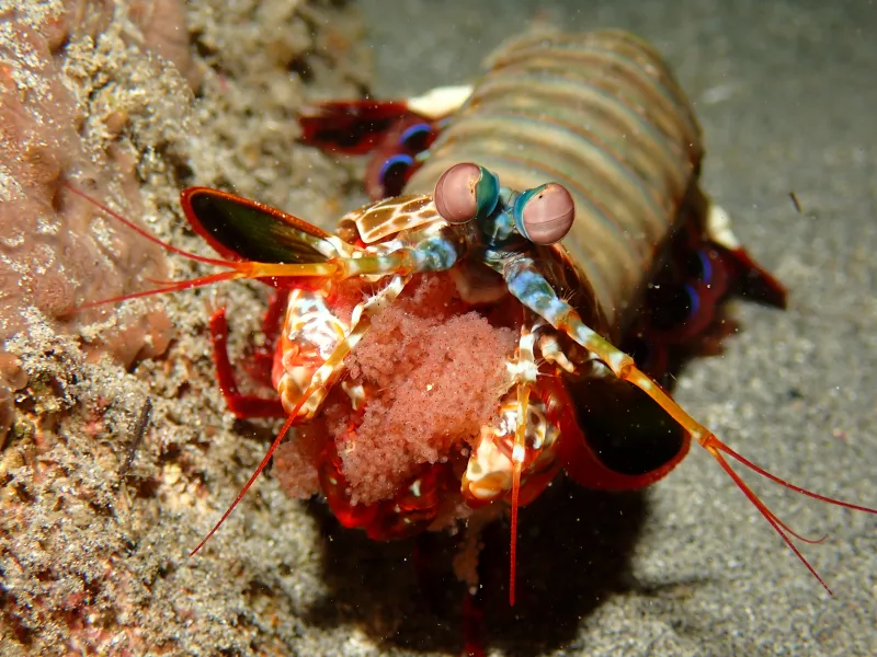 Mantis Shrimp with eggs
