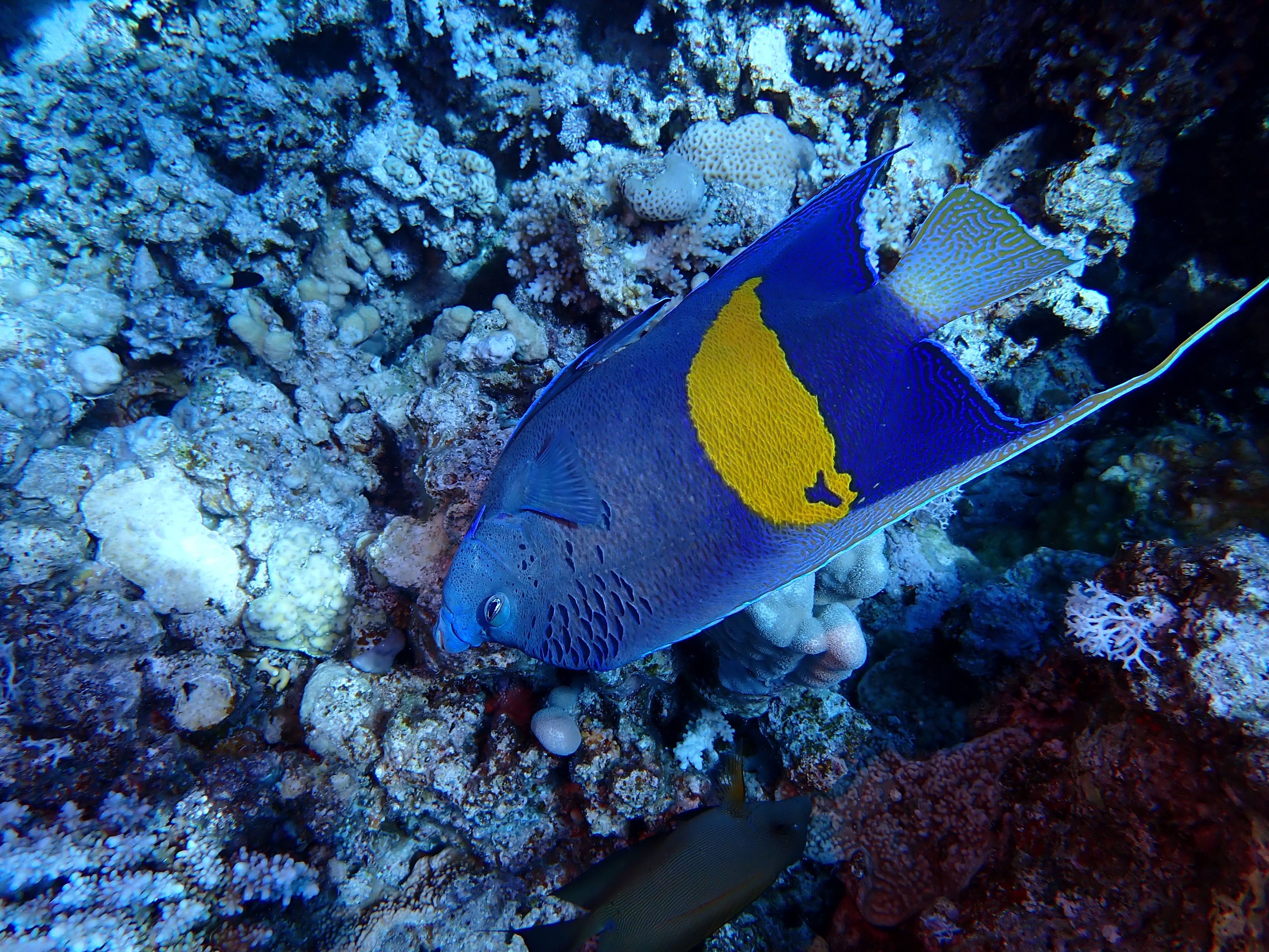 Yellowbar Angelfish (Pomacanthus maculosus)
