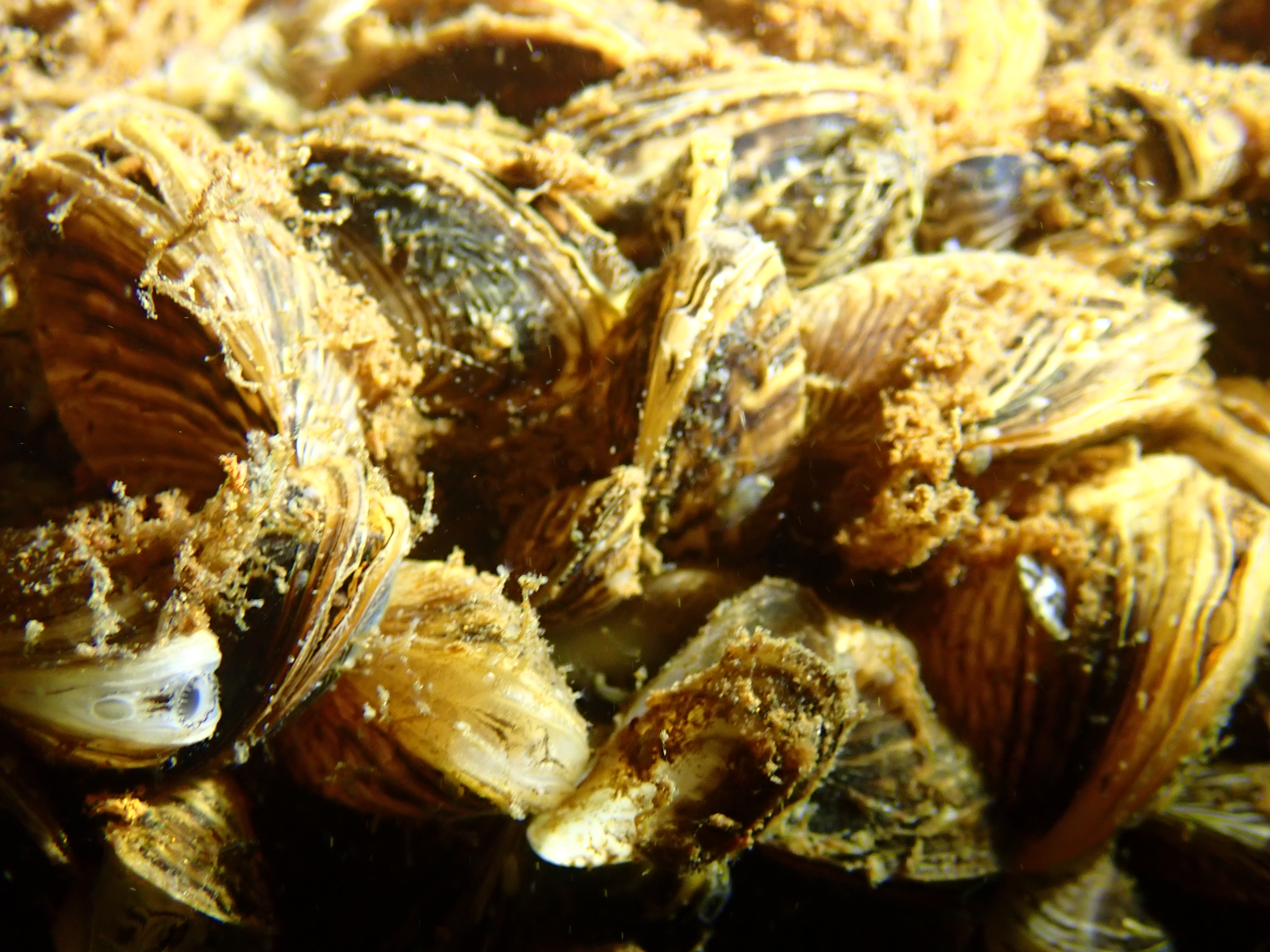 Bussloo divesite photo