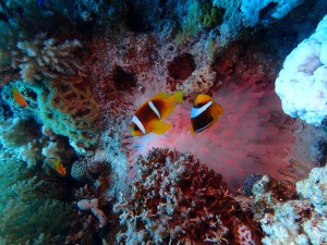 Clark's Anemonefish photo