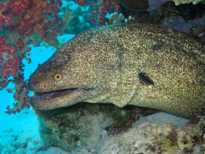 Giant Moray photo 8