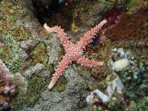 Chocolate Chip Sea Star photo 3