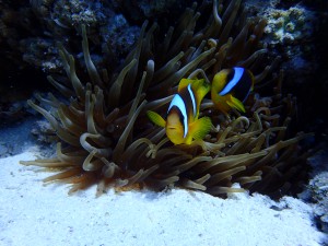 Clark's Anemonefish photo 9