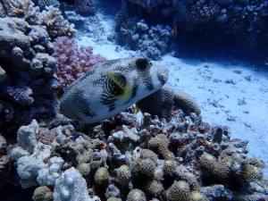 Masked Puffer photo 2