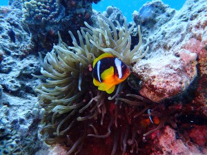 Clark's Anemonefish photo 8