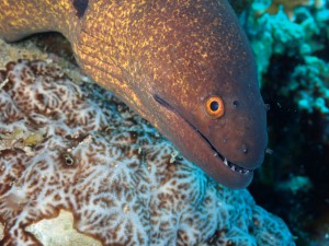 Giant Moray photo 7