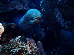 Giant Moray photo 6