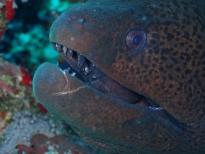 Giant Moray photo 5