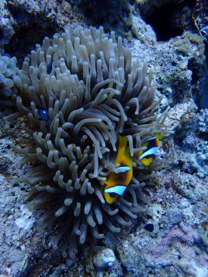 Clark's Anemonefish photo 7