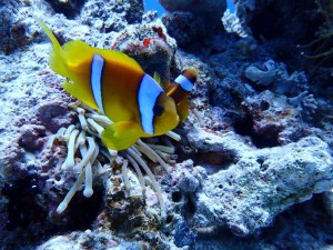 Clark's Anemonefish photo 6