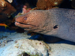 Giant Moray photo 4