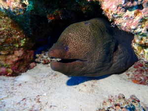 Giant Moray photo 3