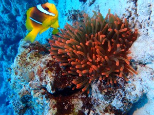 Clark's Anemonefish photo 5