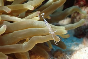 Peacock Anemone Shrimp photo 2
