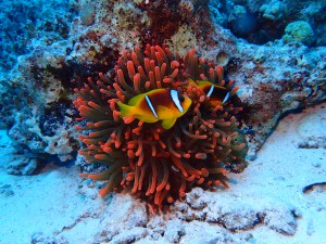 Clark's Anemonefish photo 4