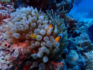 Clark's Anemonefish photo 3