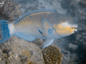 Bicolor Parrotfish photo 2