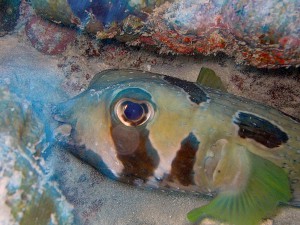 Black Blotched Porcupinefish photo 1