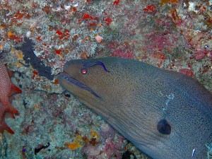 Giant Moray photo 2