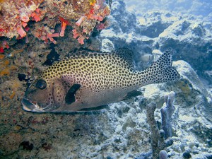 Harlequin Sweetlips photo 1