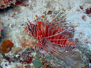 Red Lionfish photo 4