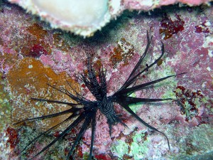 Red Lionfish photo 3