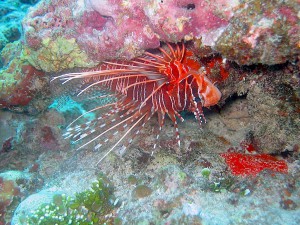 Red Lionfish (Pterois volitans), identified by ScubaSnap's AI