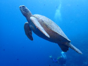 Green Sea Turtle (Chelonia mydas), identified by ScubaSnap's AI