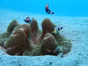 Clark's Anemonefish photo 2