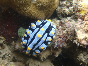 Phyllidia varicosa photo 1