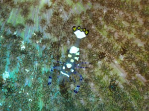Peacock Anemone Shrimp photo 1