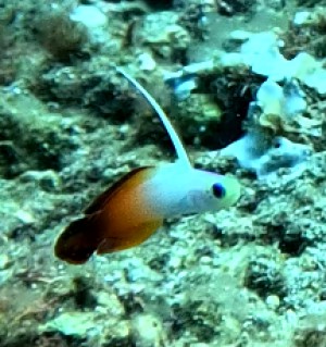 Firefish photo