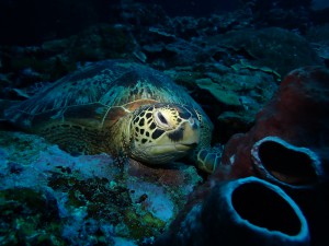 Green Sea Turtle (Chelonia mydas), identified by ScubaSnap's AI