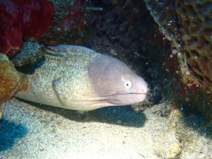 Gray Moray photo
