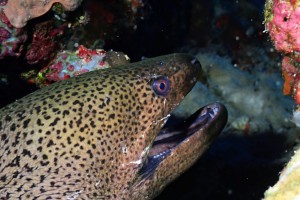 Giant moray eel photo
